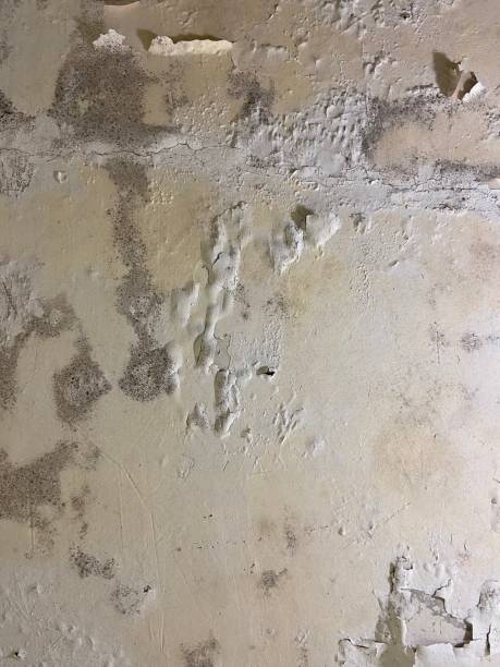 Best Toxic Mold Removal  in Warsaw, KY