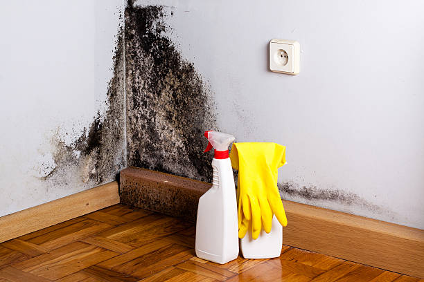 Best Professional Mold Removal  in Warsaw, KY